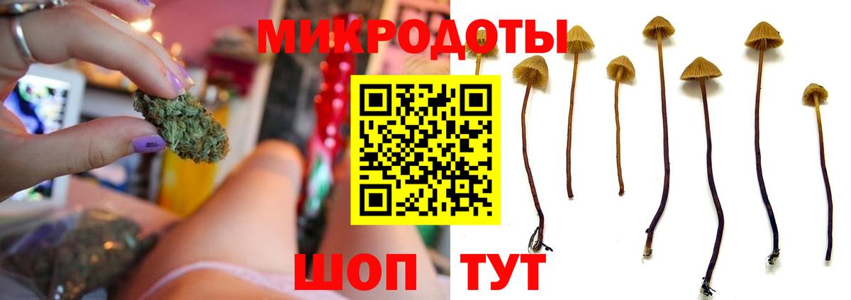 Псилоцибиновые грибы Psilocybe Хабаровск